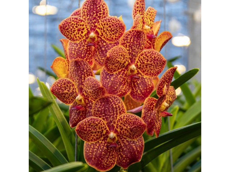 Vanda Fire Red
