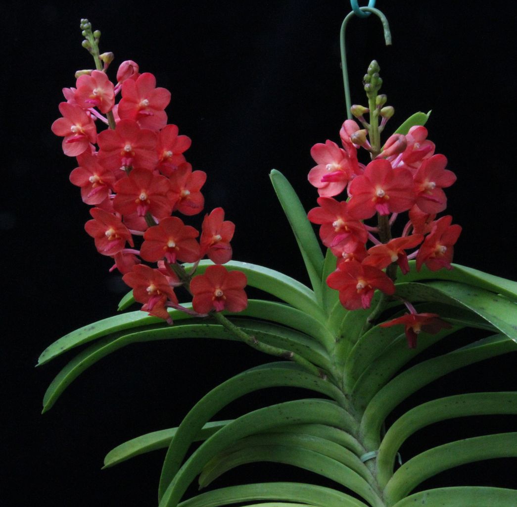 Vascostylis Pine rivers red