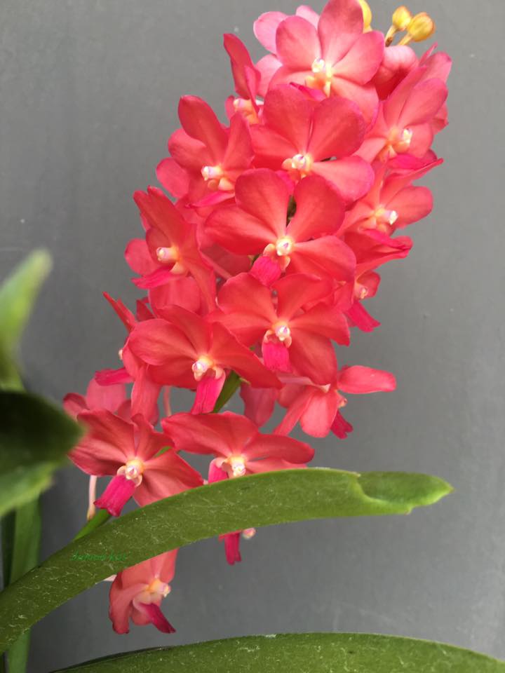 Vascostylis Pine rivers red