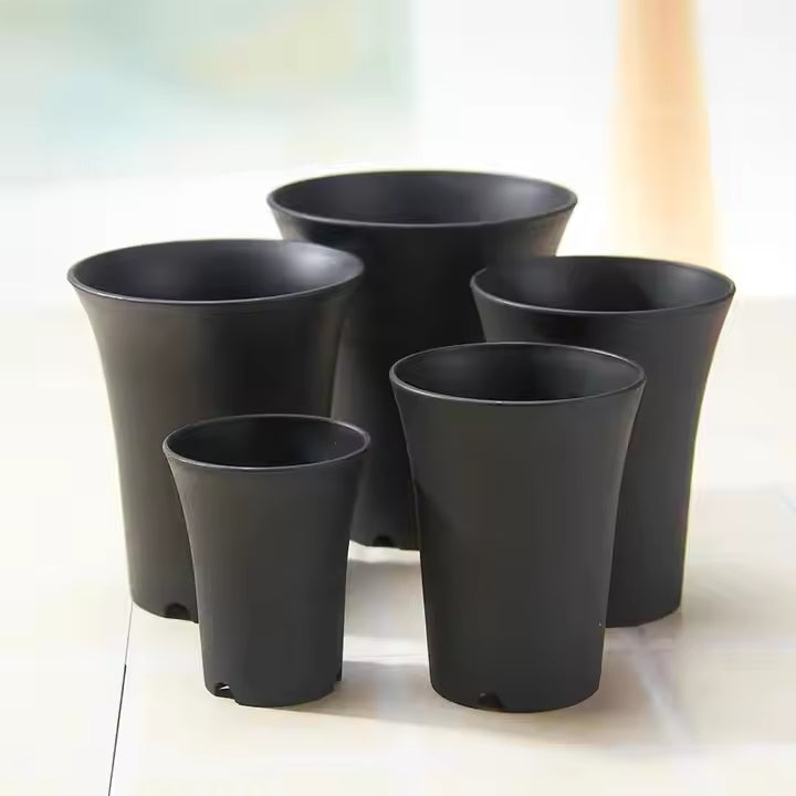 Vaso Asia per Neofinetia