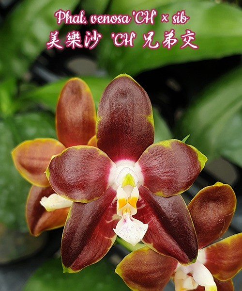 Phalaenopsis venosa 'CH'