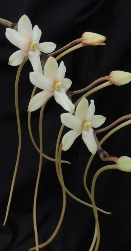 Cattleya aclandiae var. Albescens 'Carolyne' x self – Giulio