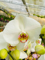 Carica l&#39;immagine nel visualizzatore Galleria, Phalaenopsis Victoria
