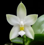 Carica l&#39;immagine nel visualizzatore Galleria, Phalaenopsis violacea var. alba
