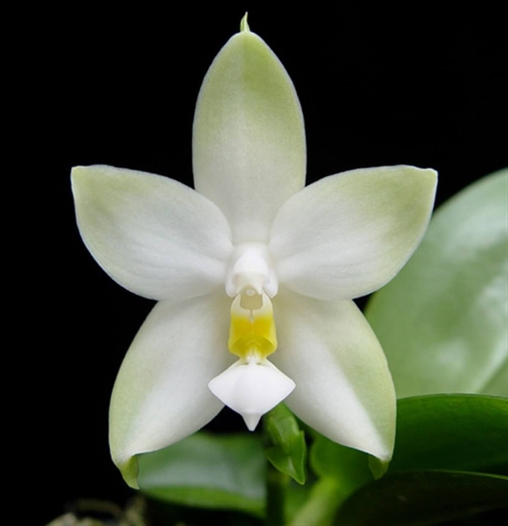 Phalaenopsis violacea var. alba