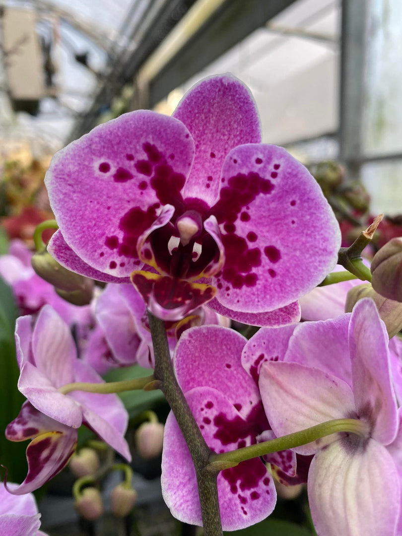 Phalaenopsis Violet Panther
