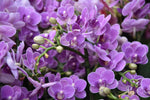 Carica l&#39;immagine nel visualizzatore Galleria, Phalaenopsis Violet Queen
