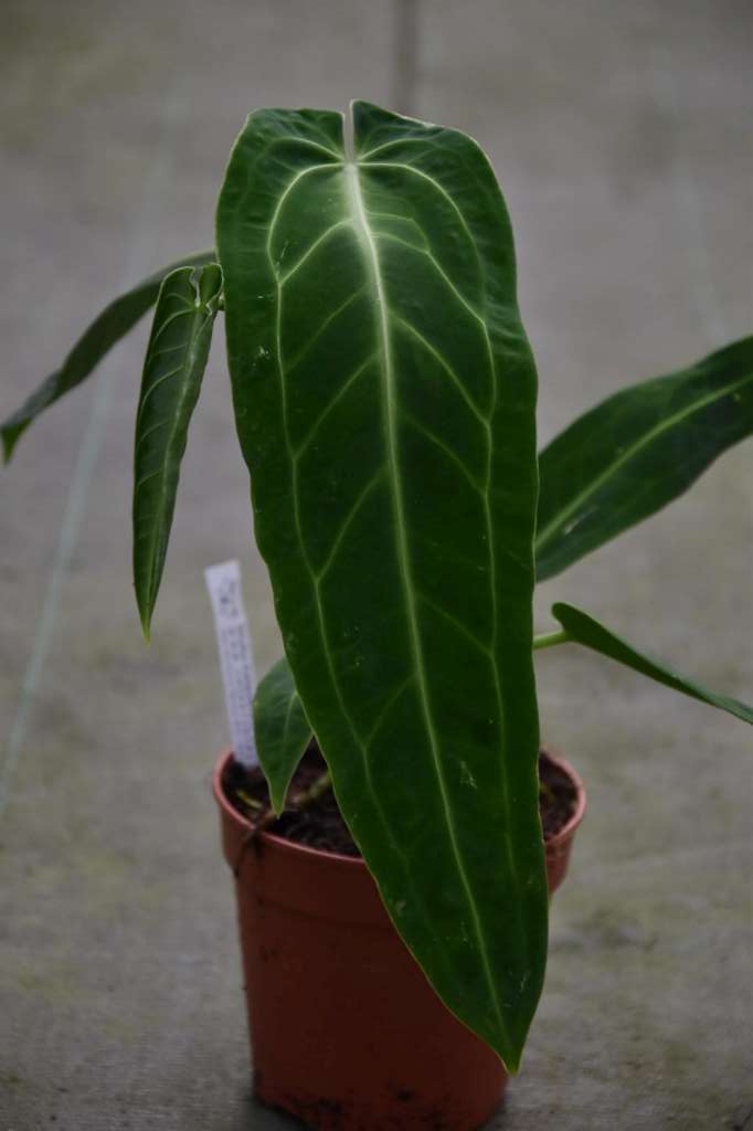 Anthurium warocqueanum