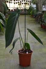 Carica l&#39;immagine nel visualizzatore Galleria, Anthurium warocqueanum x waterburyanum
