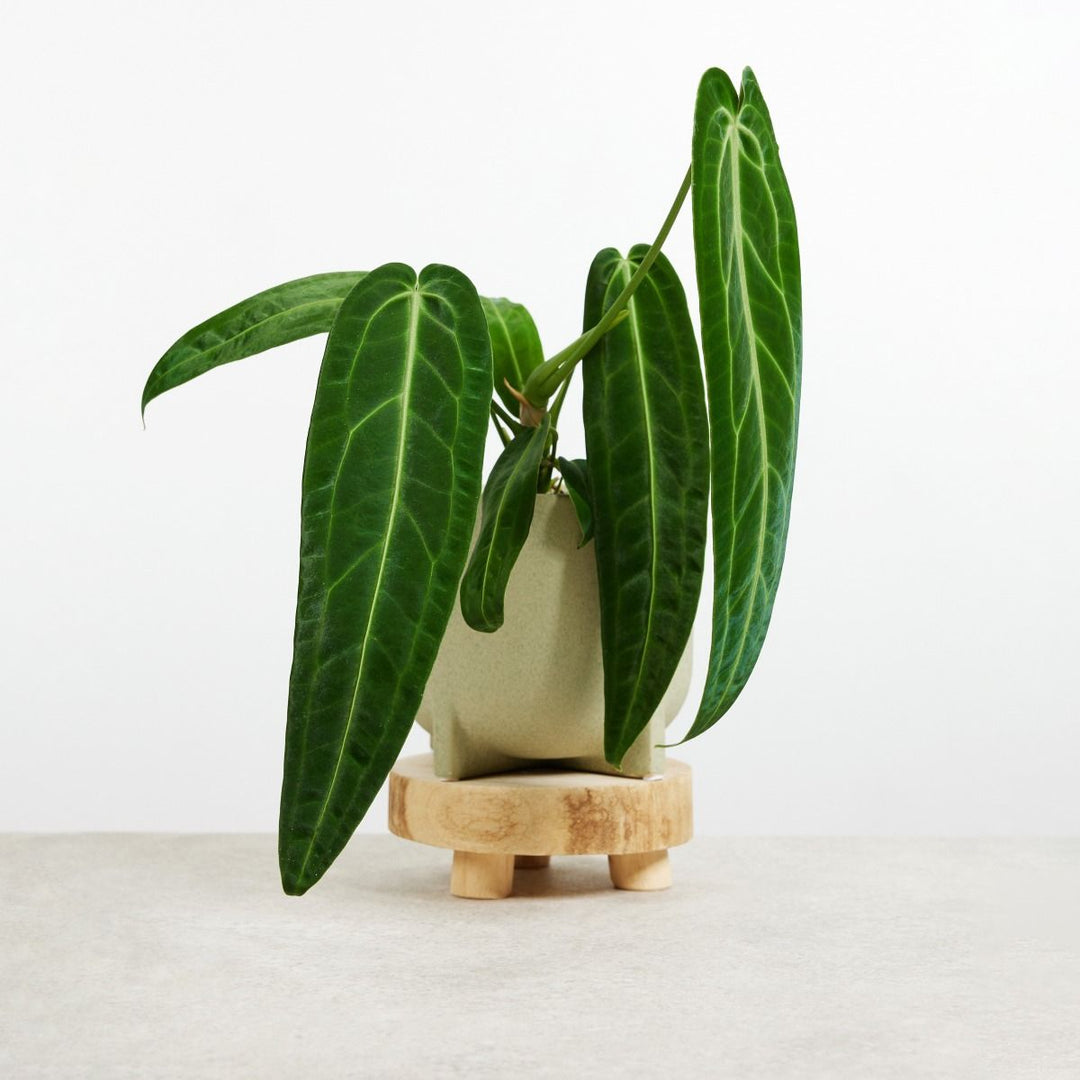 Anthurium warocqueanum