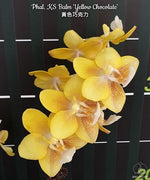 Load image into Gallery viewer, Phalaenopsis KS Balm 'Yellow Chocolate'