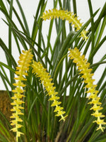 Carica l&#39;immagine nel visualizzatore Galleria, Dendrochilum wenzelii var. alba (yellow form)
