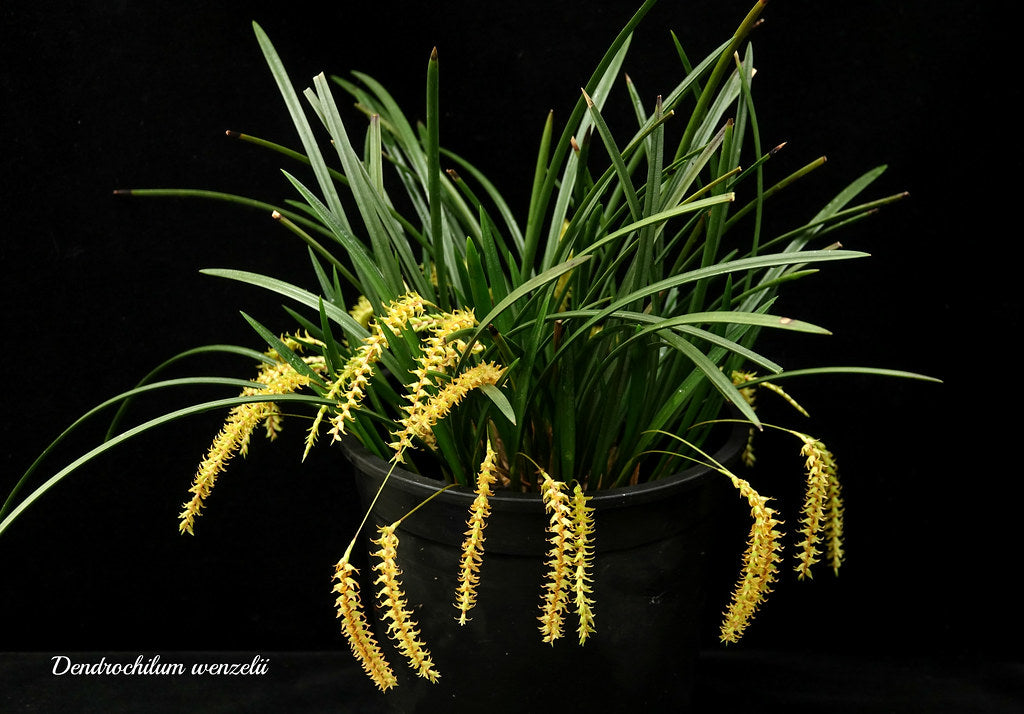 Dendrochilum wenzelii var. alba (yellow form)