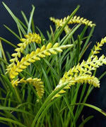 Carica l&#39;immagine nel visualizzatore Galleria, Dendrochilum wenzelii var. alba (yellow form)
