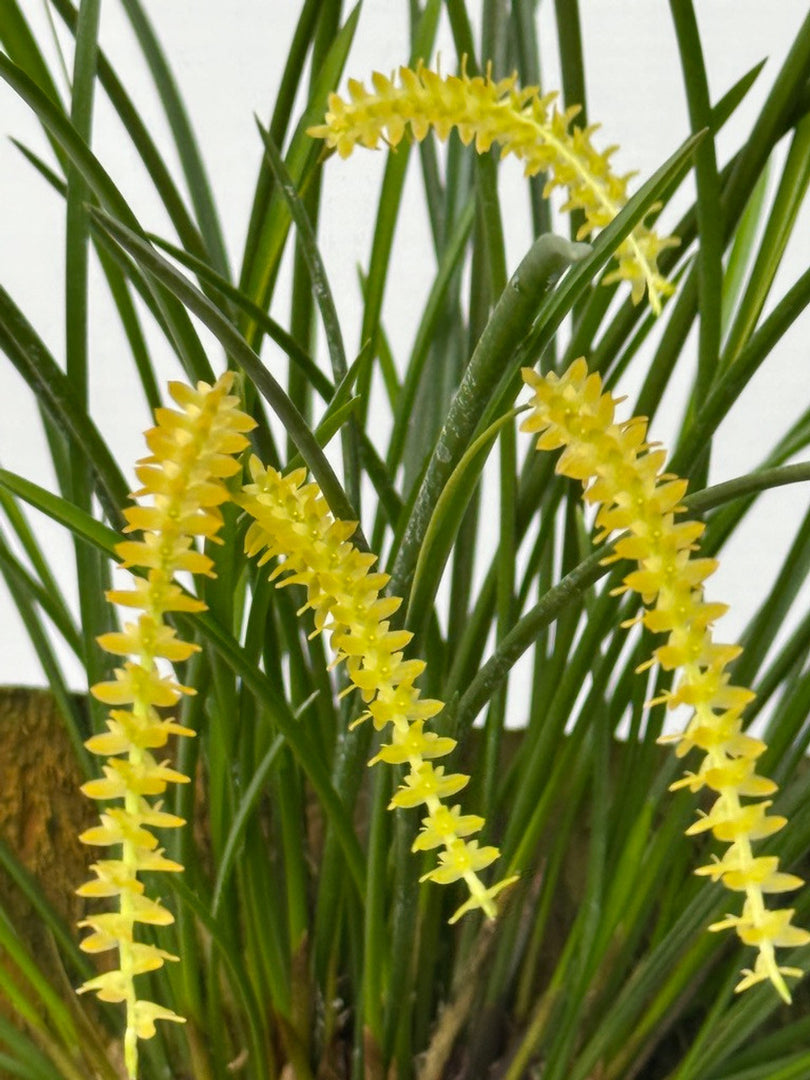 Dendrochilum wenzelii var. alba (yellow form)
