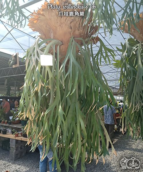 Platycerium willinckii – Giulio Celandroni Orchidee