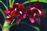 Load image into Gallery viewer, Cycnodes Wine Delight (Variegated)