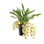 Load image into Gallery viewer, Cymbidium Cascade &#39;Winn&#39;
