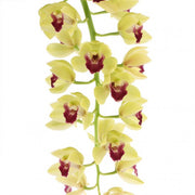 Cymbidium Cascade 'Winn'