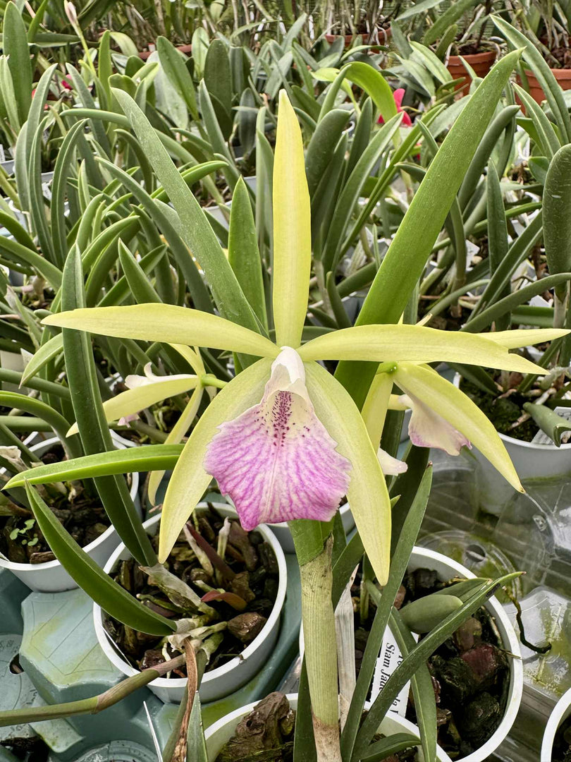 Procatavola Wufong Jade (Cattleychea Siam Jade × Brassavola nodosa)
