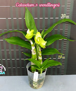 Carica l'immagine nel visualizzatore Galleria, Catasetum × wendlingeri