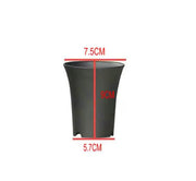 Vaso Asia per Neofinetia