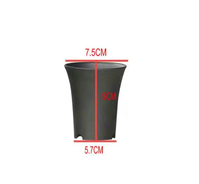 Vaso Asia per Neofinetia