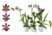 Mixed Zygopetalum