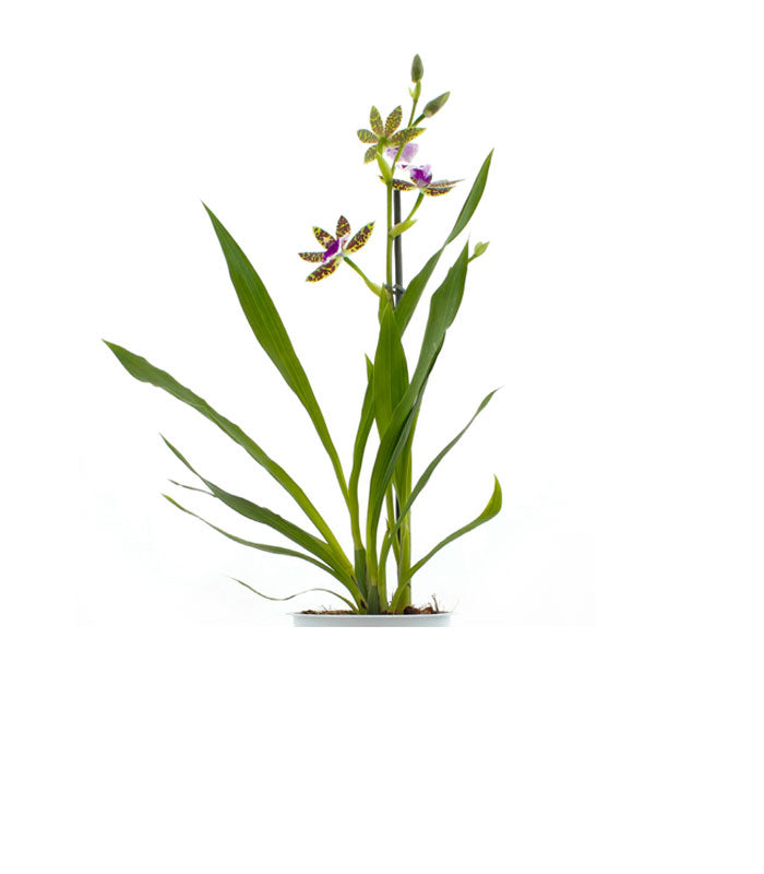 Zygopetalum Trozy Blue