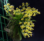 Carica l&#39;immagine nel visualizzatore Galleria, Zygostates lunata
