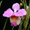 Vanda teres