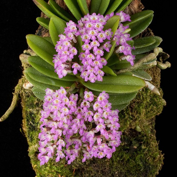 Schoenorchis fragrans - Giulio Celandroni Orchidee