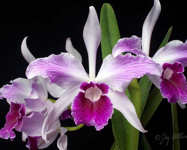 Laelia Purpurata Var Striata - Giulio Celandroni Orchidee