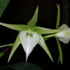 Angraecum Veitchii