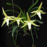 Angraecum bosserii