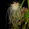 Bulbophyllum medusae