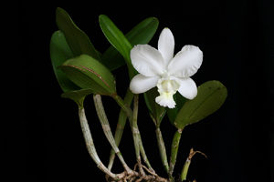 Cattleya dolosa var. alba