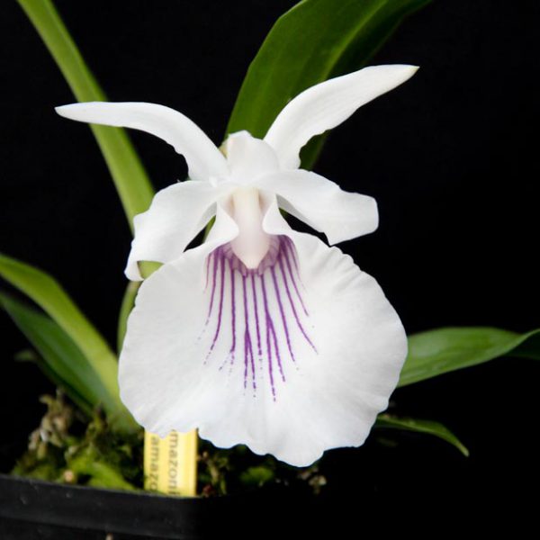 Cochleanthes amazonica - Giulio Celandroni Orchidee