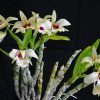 Dendrobium albosanguineum