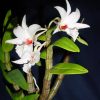 Dendrobium draconis