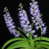 Rhynchostylis coelestis blue