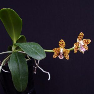 Sedirea japonica x Vandopsis parishii