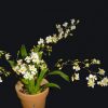 Oncidium Twinkle