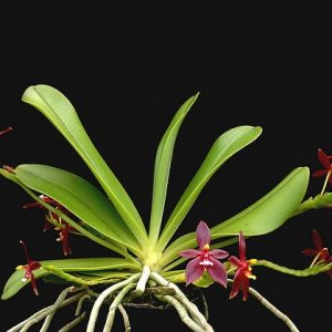 Phalaenopsis cornu-cervi "red" var. chattaladae 4N