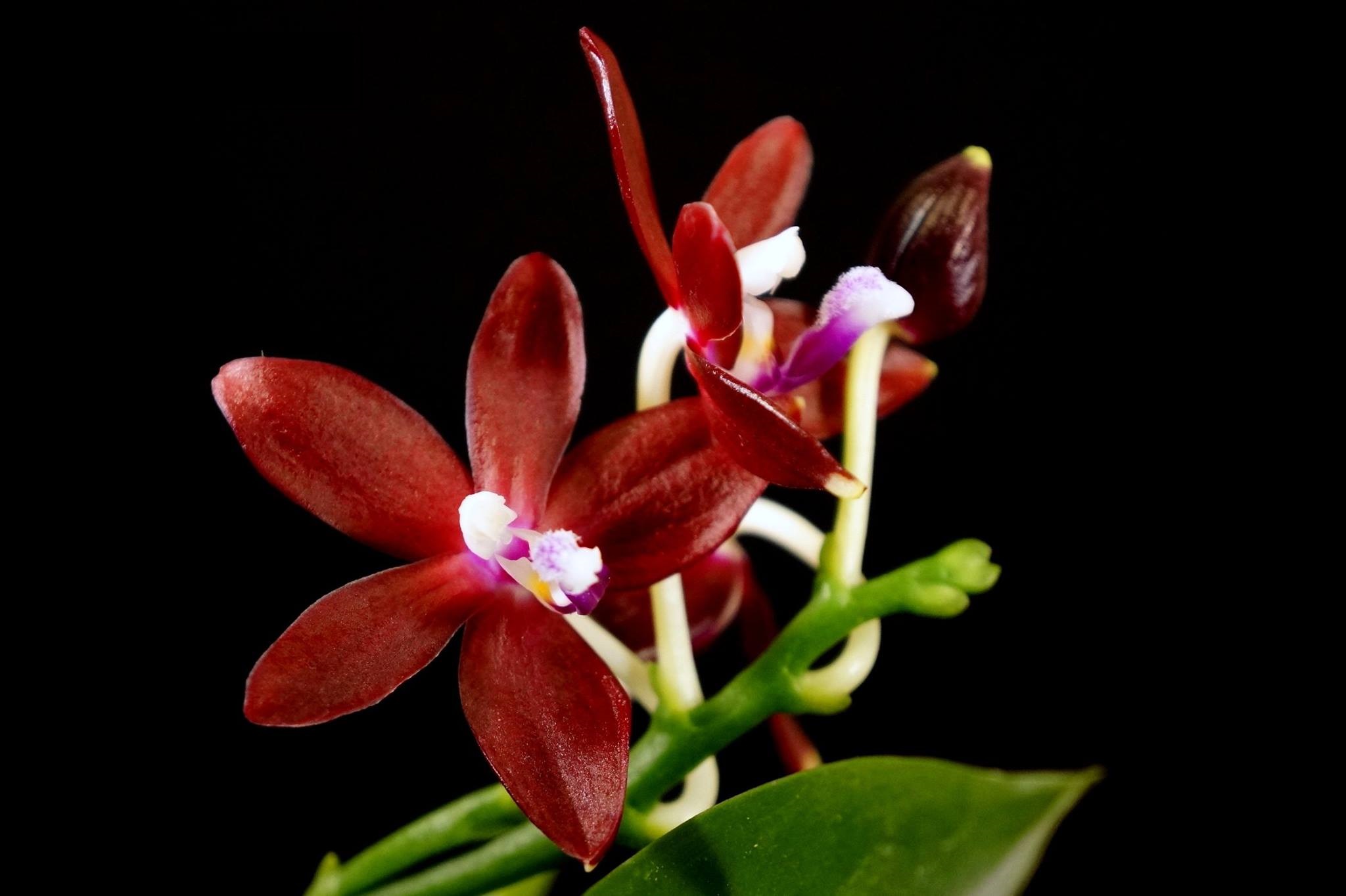 Phalaenopsis tetraspis var. red - Giulio Celandroni Orchidee