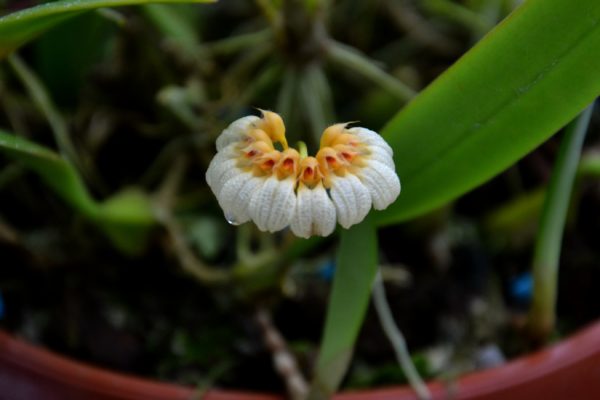 Bulbophyllum corolliferum var. lutescens