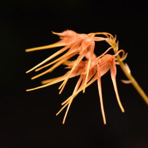 Bulbophyllum taiwanense