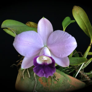 Cattleya Mini Purple var. coerulea (C. pumila x C. walkeriana)