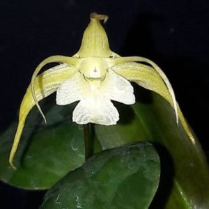 Dendrobium aberrans x tetragonum