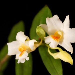 Dendrobium igneoniveum x lowii